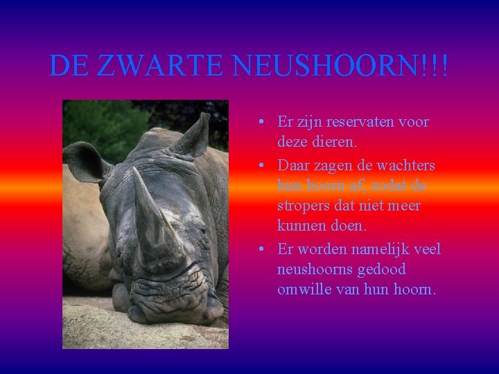 DE ZWARTE NEUSHOORN!!! • Er zijn reservaten voor deze dieren. • Daar zagen de