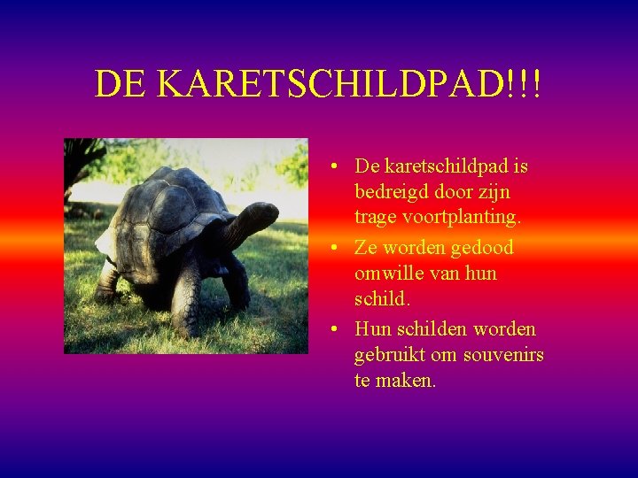 DE KARETSCHILDPAD!!! • De karetschildpad is bedreigd door zijn trage voortplanting. • Ze worden