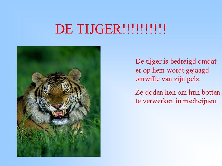 DE TIJGER!!!!! De tijger is bedreigd omdat er op hem wordt gejaagd omwille van