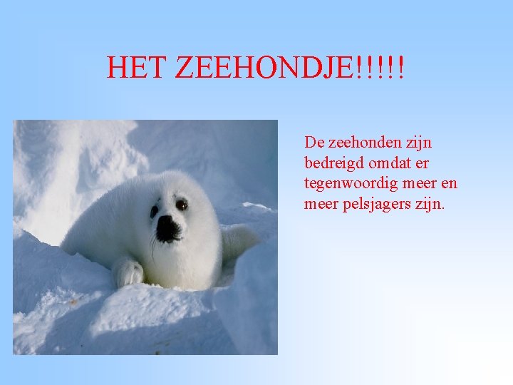 HET ZEEHONDJE!!!!! De zeehonden zijn bedreigd omdat er tegenwoordig meer en meer pelsjagers zijn.
