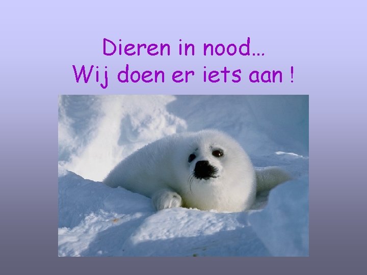 Dieren in nood… Wij doen er iets aan ! 