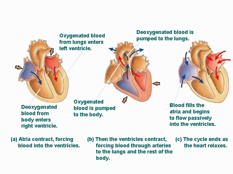 Oxygenated blood from lungs enters left ventricle. Deoxygenated blood from body enters right ventricle.