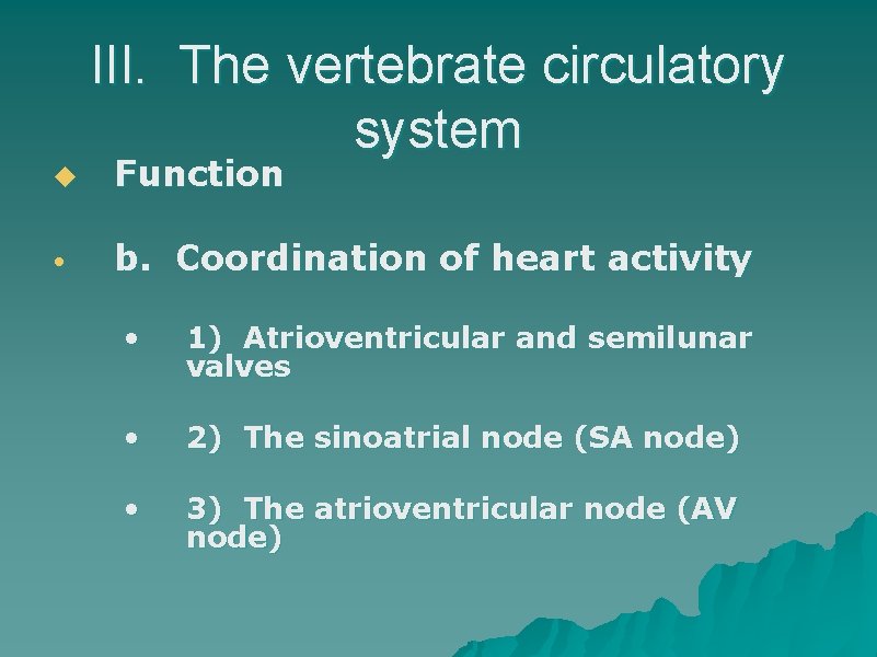 III. The vertebrate circulatory system u Function • b. Coordination of heart activity •