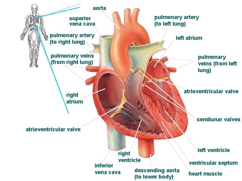 aorta pulmonary artery (to left lung) superior vena cava pulmonary artery (to right lung)