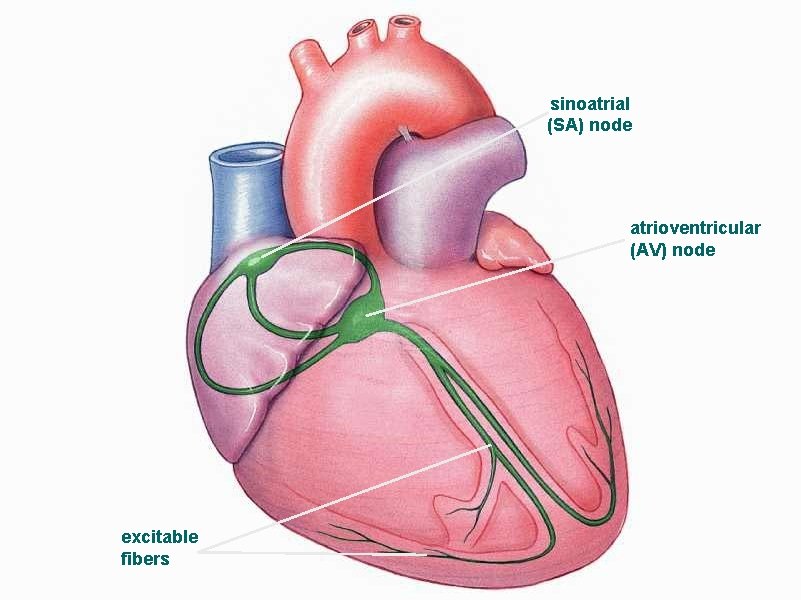 sinoatrial (SA) node atrioventricular (AV) node excitable fibers 