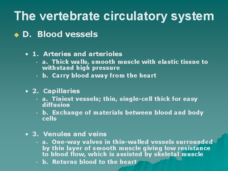 The vertebrate circulatory system u D. Blood vessels • 1. Arteries and arterioles •