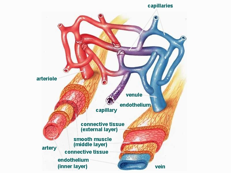 capillaries arteriole venule capillary endothelium connective tissue (external layer) artery smooth muscle (middle layer)