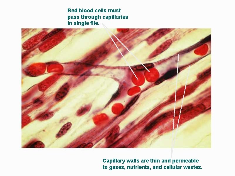 Red blood cells must pass through capillaries in single file. Capillary walls are thin