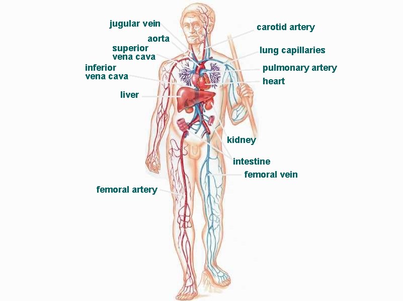 jugular vein carotid artery aorta superior vena cava inferior vena cava lung capillaries pulmonary