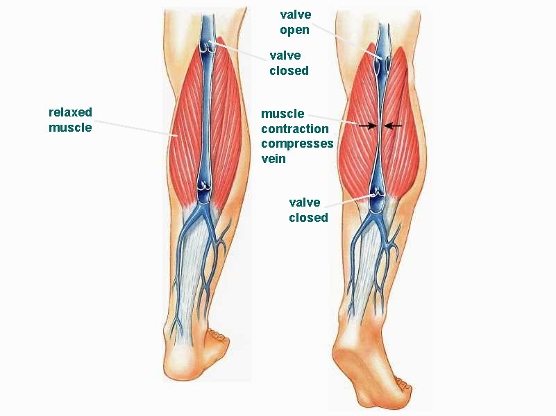 valve open valve closed relaxed muscle contraction compresses vein valve closed 