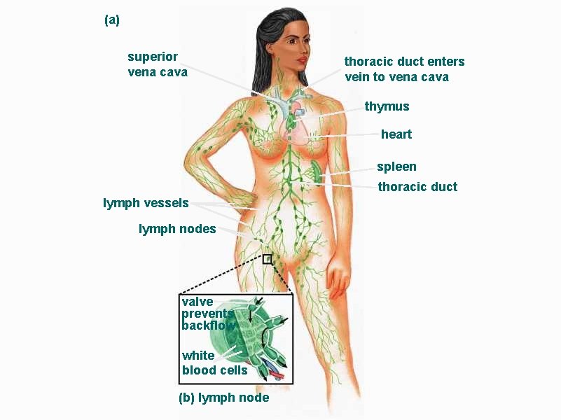 (a) superior vena cava thoracic duct enters vein to vena cava thymus heart spleen
