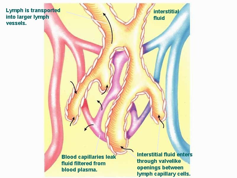 Lymph is transported into larger lymph vessels. interstitial fluid Blood capillaries leak fluid filtered