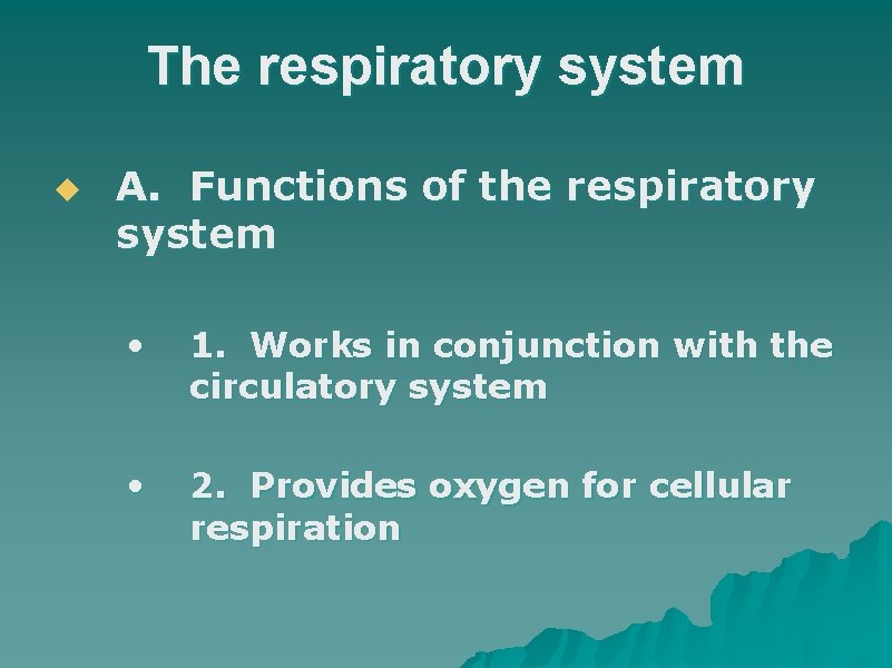 The respiratory system u A. Functions of the respiratory system • 1. Works in