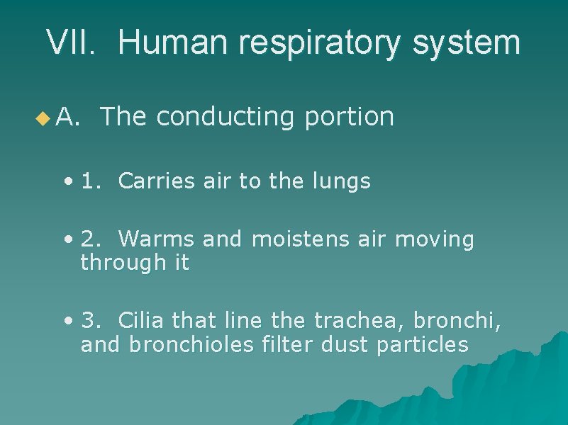 VII. Human respiratory system u A. The conducting portion • 1. Carries air to