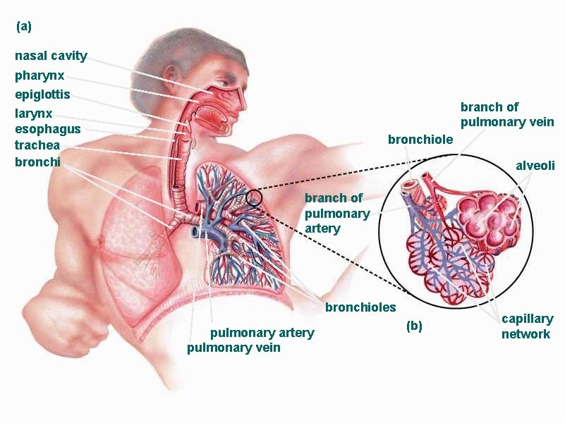 (a) nasal cavity pharynx epiglottis branch of pulmonary vein larynx esophagus trachea bronchiole alveoli