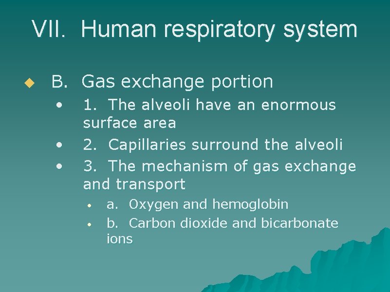 VII. Human respiratory system u B. Gas exchange portion • • • 1. The