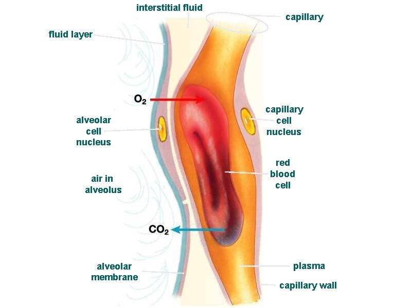 interstitial fluid capillary fluid layer alveolar cell nucleus air in alveolus alveolar membrane capillary