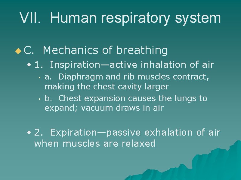 VII. Human respiratory system u C. Mechanics of breathing • 1. Inspiration—active inhalation of