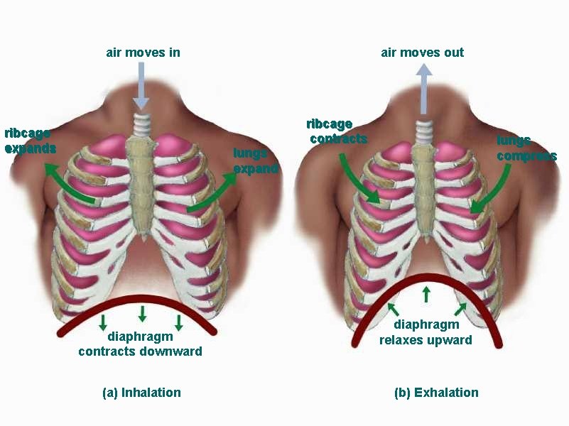 air moves in ribcage expands air moves out lungs expand diaphragm contracts downward (a)