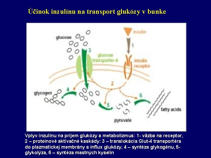 Účinok inzulínu na transport glukózy v bunke Vplyv inzulínu na príjem glukózy a metabolizmus: