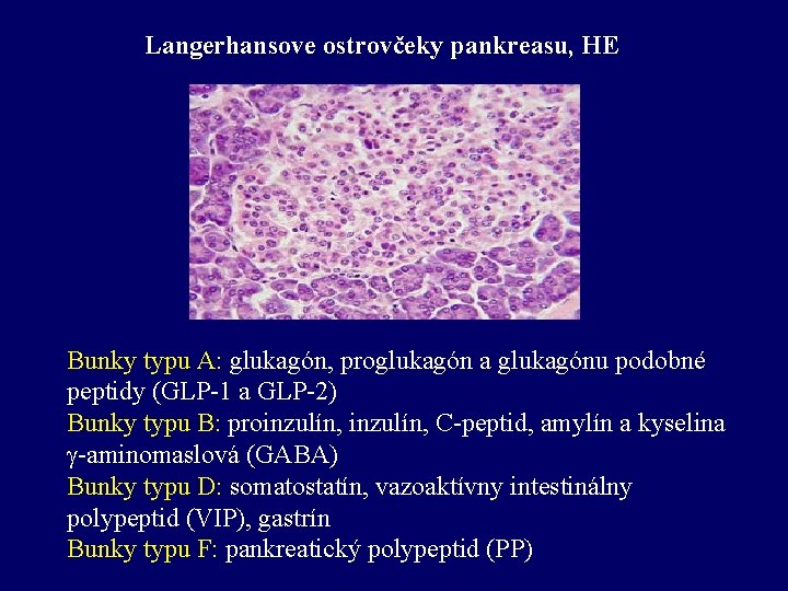 Langerhansove ostrovčeky pankreasu, HE Bunky typu A: glukagón, proglukagón a glukagónu podobné peptidy (GLP-1