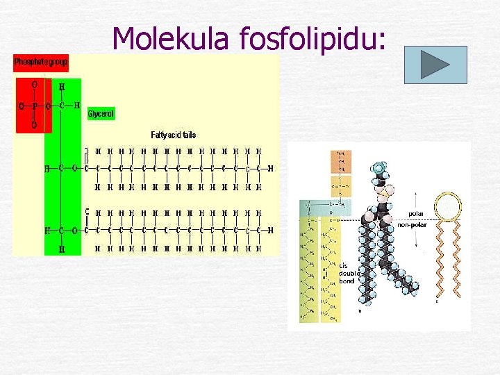Molekula fosfolipidu: 