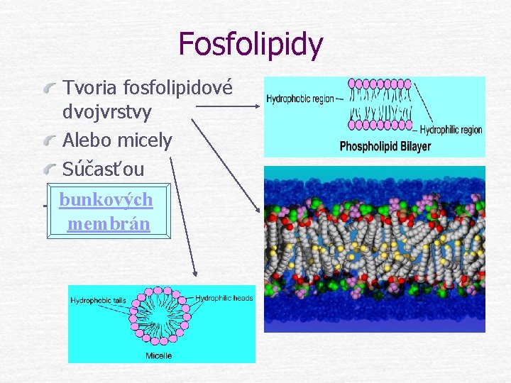 Fosfolipidy Tvoria fosfolipidové dvojvrstvy Alebo micely Súčasťou bunkových membrán 