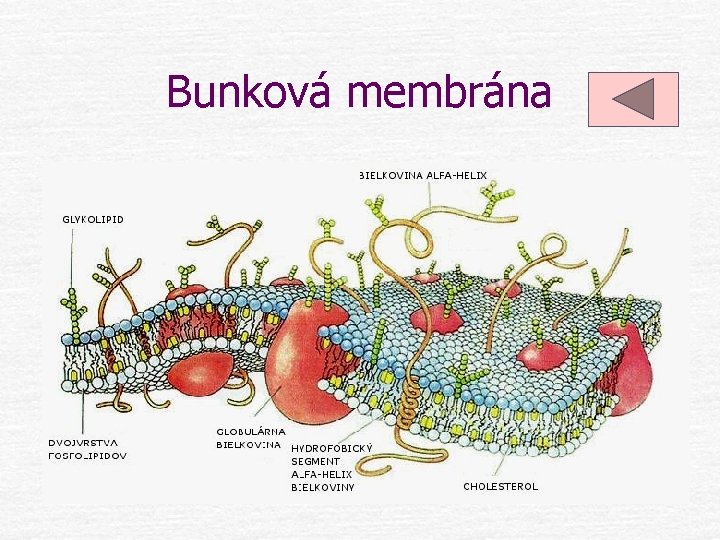 Bunková membrána 