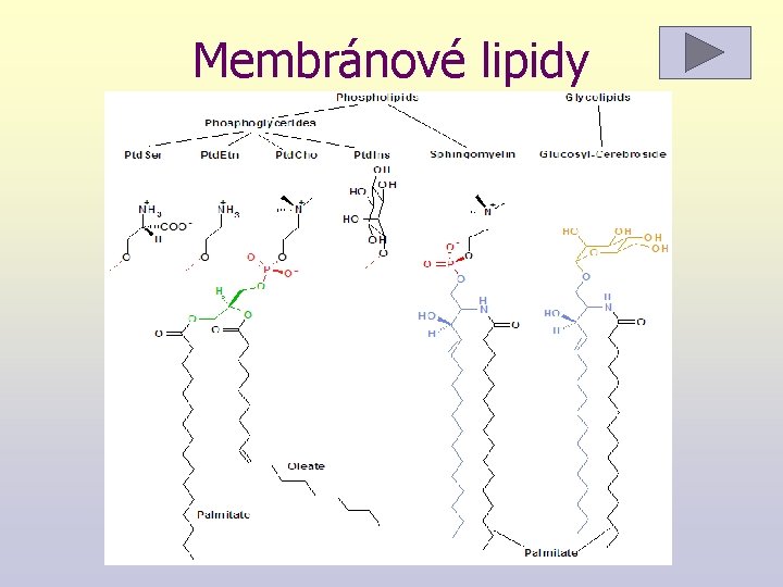 Membránové lipidy 