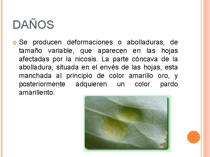 DAÑOS Se producen deformaciones o abolladuras, de tamaño variable, que aparecen en las hojas