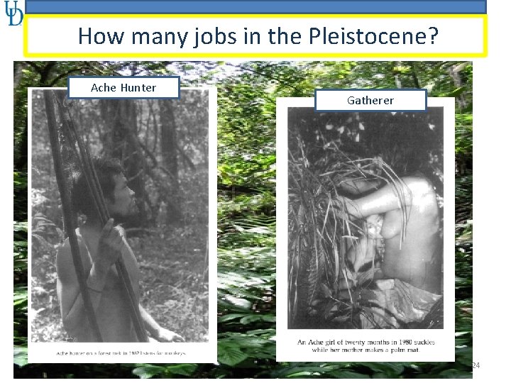 How many jobs in the Pleistocene? Ache Hunter Gatherer 24 