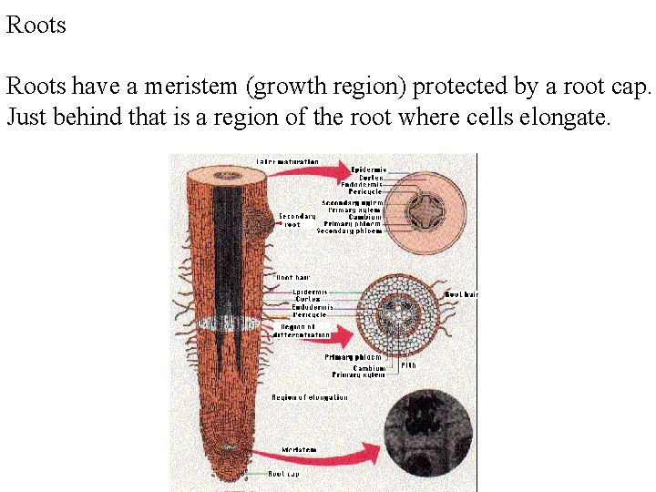 Roots have a meristem (growth region) protected by a root cap. Just behind that