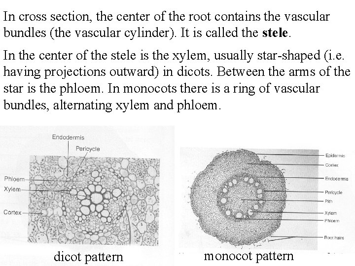 In cross section, the center of the root contains the vascular bundles (the vascular