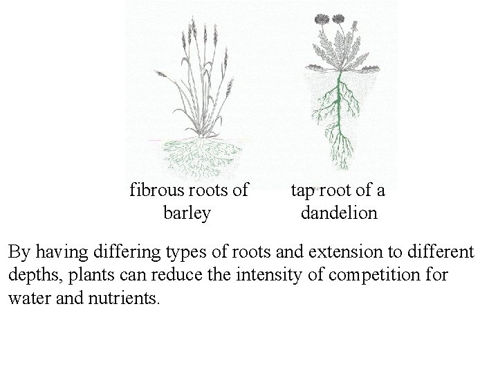 fibrous roots of barley tap root of a dandelion By having differing types of