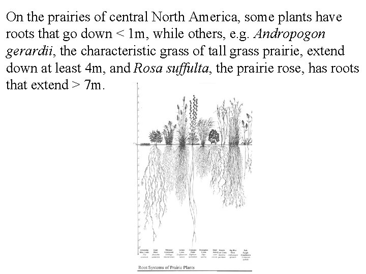 On the prairies of central North America, some plants have roots that go down
