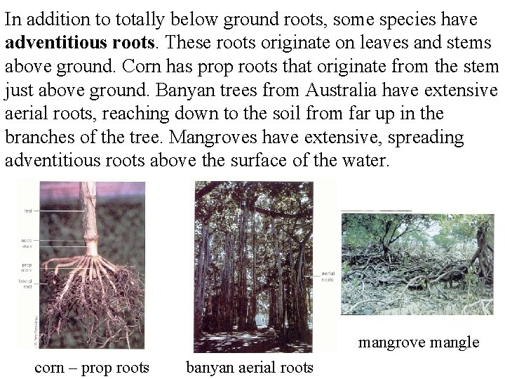 In addition to totally below ground roots, some species have adventitious roots. These roots