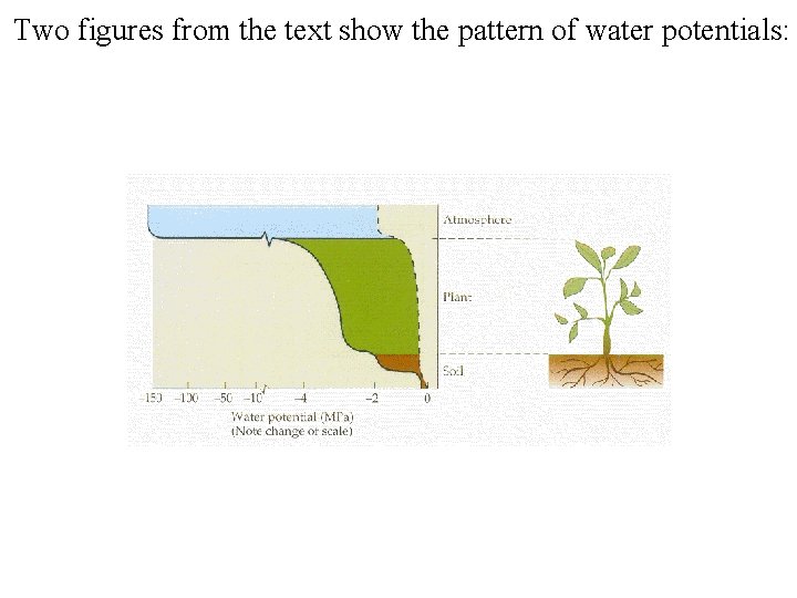 Two figures from the text show the pattern of water potentials: 