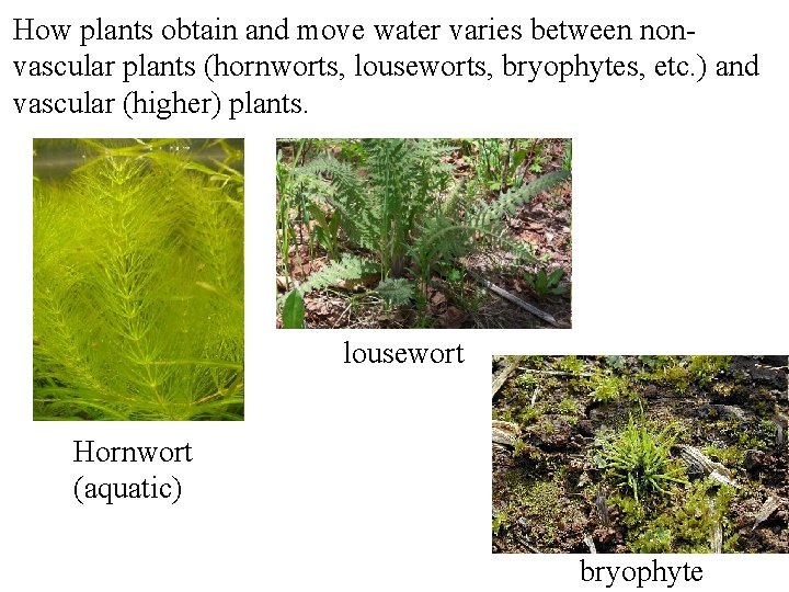 How plants obtain and move water varies between nonvascular plants (hornworts, louseworts, bryophytes, etc.