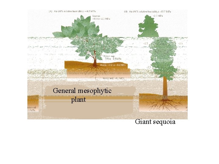 General mesophytic plant Giant sequoia 