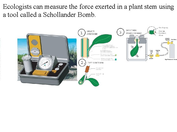 Ecologists can measure the force exerted in a plant stem using a tool called