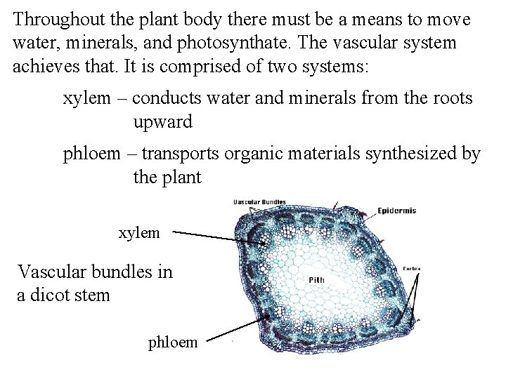 Throughout the plant body there must be a means to move water, minerals, and