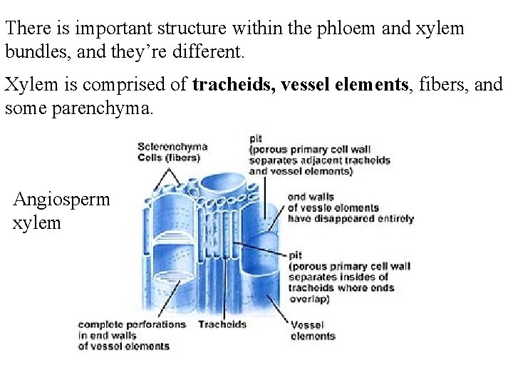 There is important structure within the phloem and xylem bundles, and they’re different. Xylem