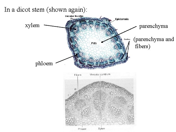 In a dicot stem (shown again): xylem parenchyma (parenchyma and fibers) phloem 