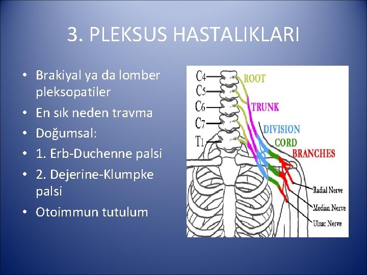 3. PLEKSUS HASTALIKLARI • Brakiyal ya da lomber pleksopatiler • En sık neden travma