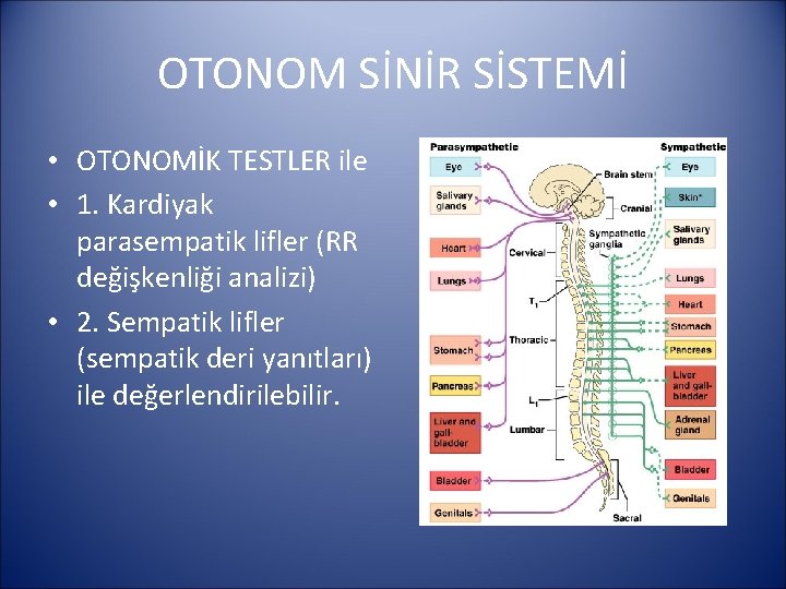 OTONOM SİNİR SİSTEMİ • OTONOMİK TESTLER ile • 1. Kardiyak parasempatik lifler (RR değişkenliği