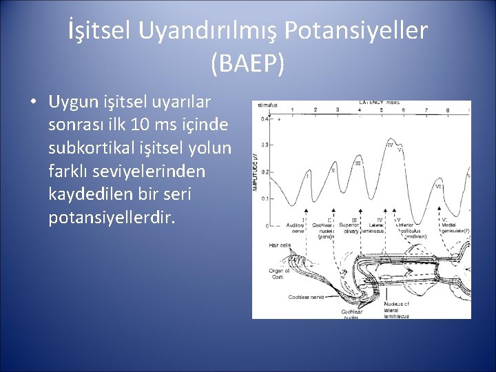 İşitsel Uyandırılmış Potansiyeller (BAEP) • Uygun işitsel uyarılar sonrası ilk 10 ms içinde subkortikal