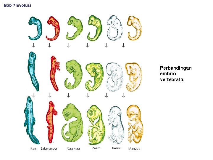 Bab 7 Evolusi Perbandingan embrio vertebrata. 