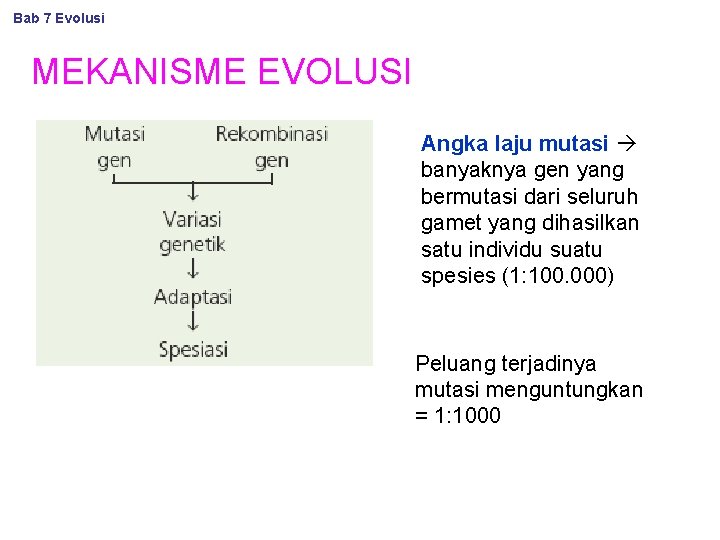 Bab 7 Evolusi MEKANISME EVOLUSI Angka laju mutasi banyaknya gen yang bermutasi dari seluruh