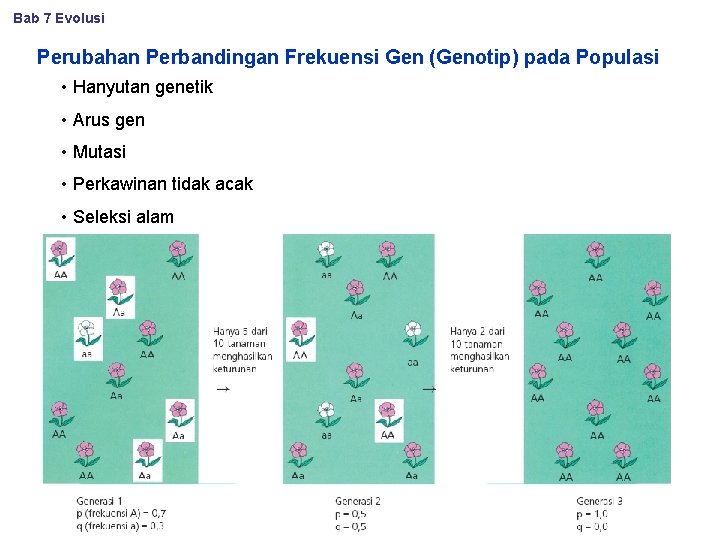 Bab 7 Evolusi Perubahan Perbandingan Frekuensi Gen (Genotip) pada Populasi • Hanyutan genetik •