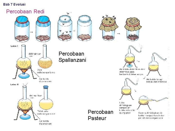Bab 7 Evolusi Percobaan Redi Percobaan Spallanzani Percobaan Pasteur 
